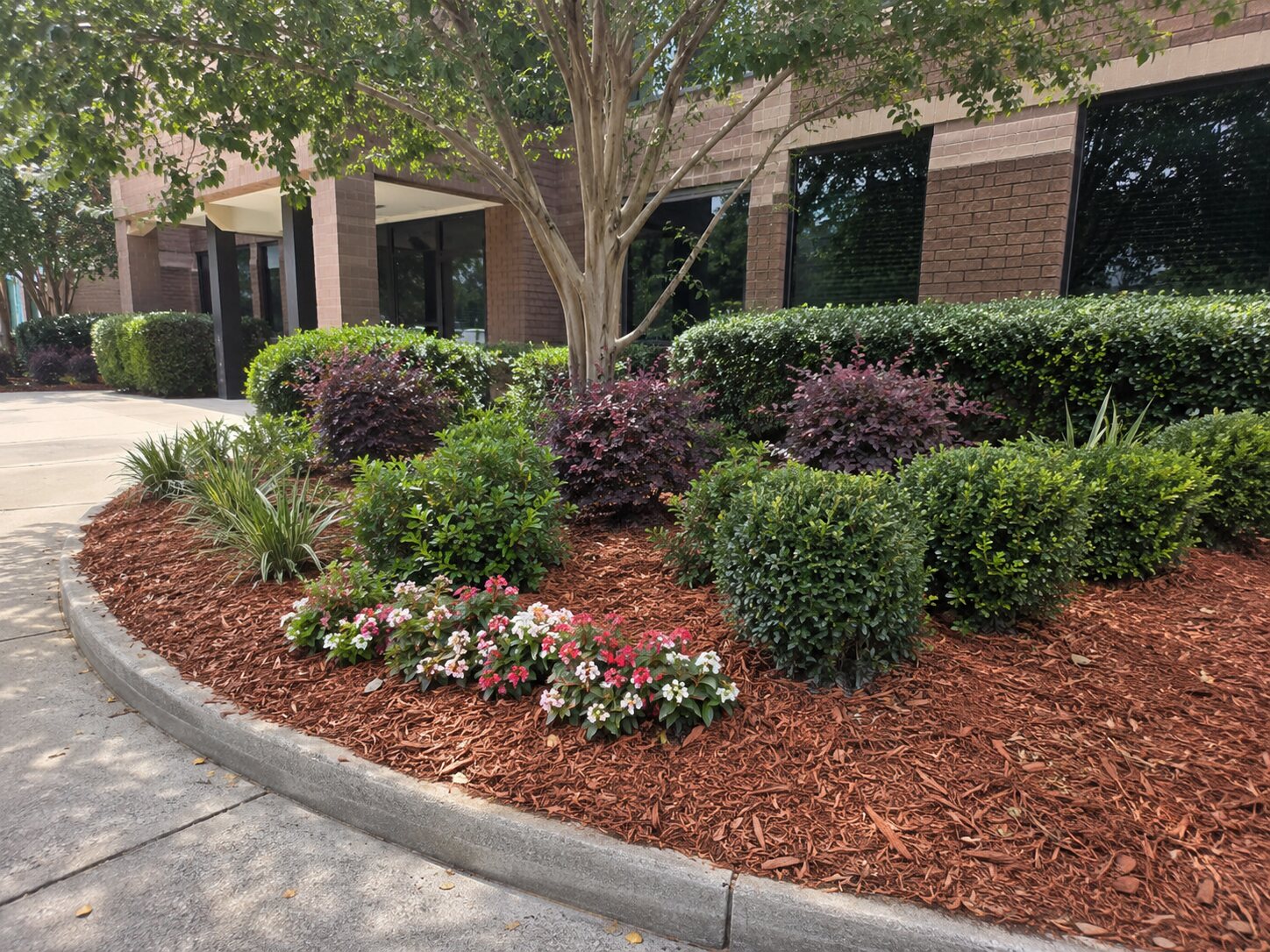 Refreshed Florida entrance bed with flowering plants, shaped shrubs, and natural red-brown mulch
